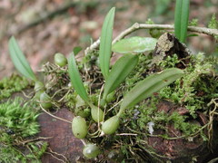 Bulbophyllum japonicum
