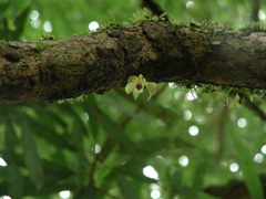 Gastrochilus retrocallus