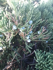 Juniperus virginiana