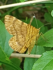 Macaria brunneata