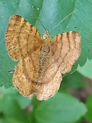 Macaria brunneata
