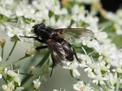 Rhinomorinia sarcophagina