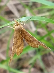 Macaria brunneata