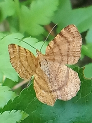 Macaria brunneata