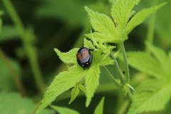 Popillia flavosellata