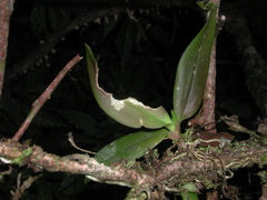 Thrixspermum eximium