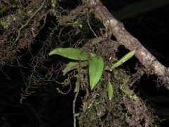 Thrixspermum eximium