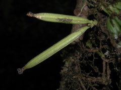 Thrixspermum eximium