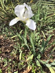 Iris albicans