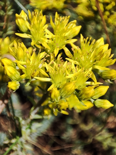 Sedum rupestre 'Angelina'
