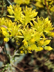 Bellingrath's Sedum (Petrosedum rupestre)