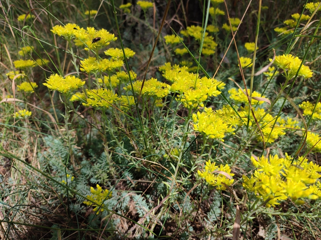 Sedum salonitanum Tineo 2