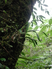 Pholidota cantonensis