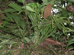 Phlegmariurus fordii