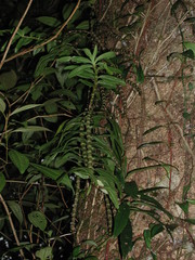 Dendrobium chameleon