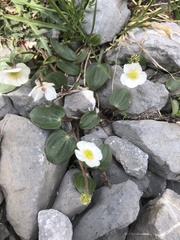 Ranunculus parnassifolius