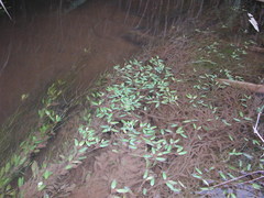 Potamogeton octandrus