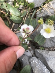 Ranunculus parnassifolius