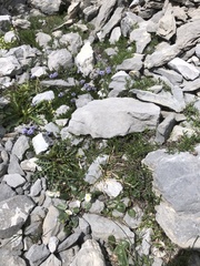 Ranunculus parnassifolius