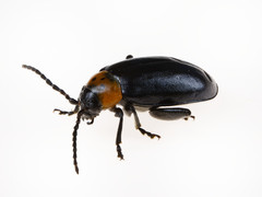 Disonycha triangularis