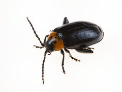 Disonycha triangularis