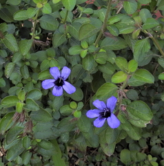 Dyschoriste thunbergiiflora