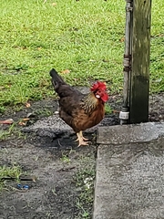 Gallus gallus domesticus