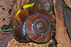 Exrhysota brookei