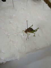 Poecilimon intermedius