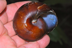 Exrhysota brookei