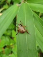 Exomala pallidipennis