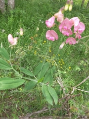 Lathyrus heterophyllus