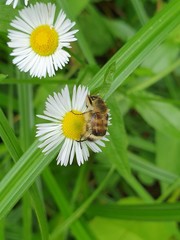 Lasiotrichius succinctus