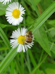 Lasiotrichius succinctus