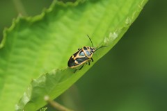 Eurydema gebleri