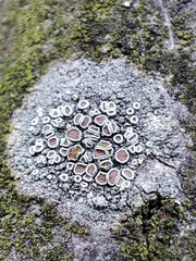 Lecanora argentata