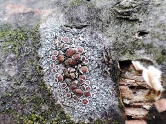 Lecanora argentata