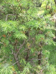 Juniperus