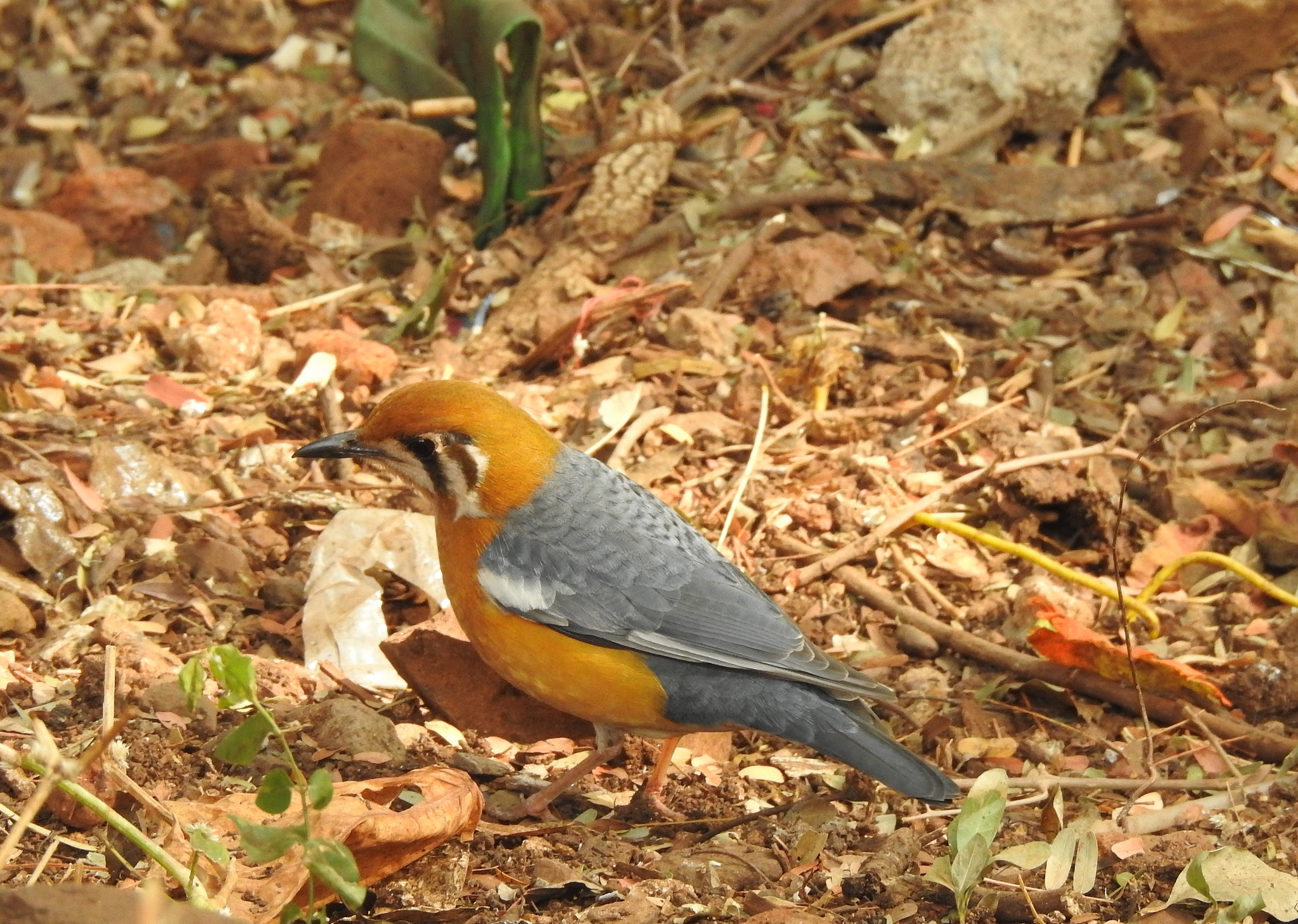 Orange-headed Thrush