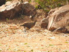 Galloperdix lunulata