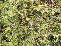 Pycnonotus xantholaemus