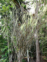 Usnea barbata