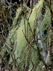 Usnea barbata