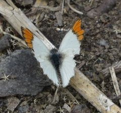 Colotis antevippe gavisa