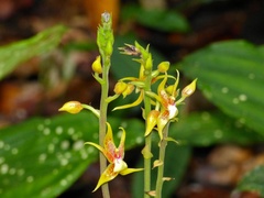Plocoglottis plicata