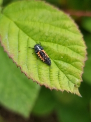 Harmonia axyridis