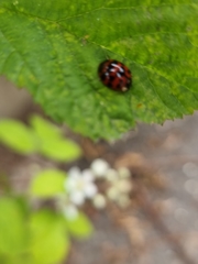 Harmonia axyridis
