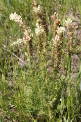 Pedicularis uralensis