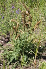 Pedicularis uralensis