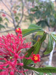 Jatropha multifida